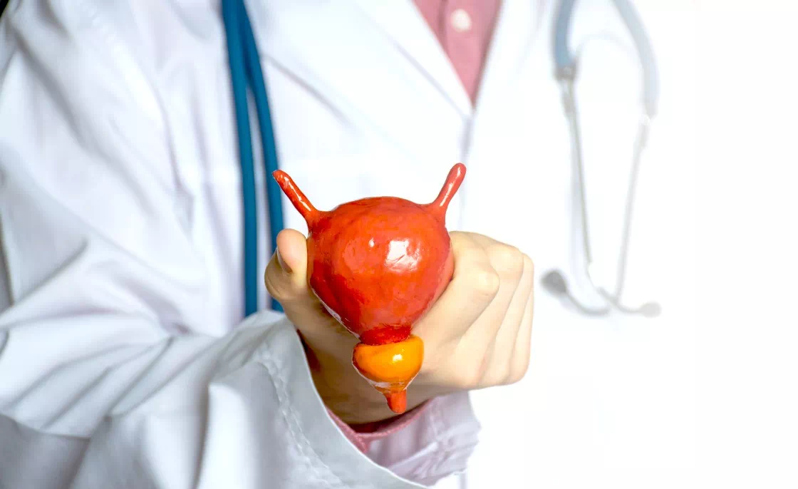 Lekarz trzymający organ